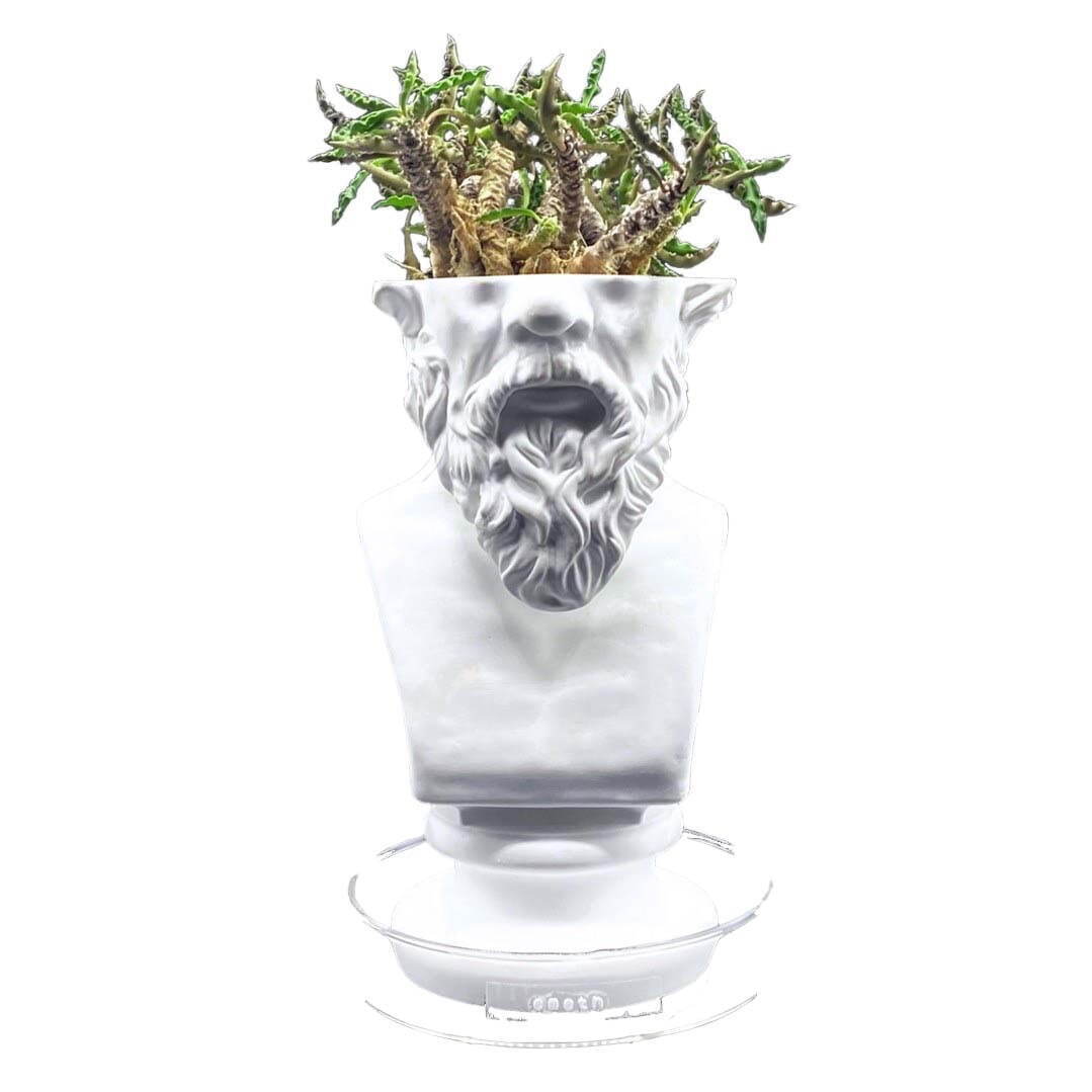 石膏像×多肉植物の新ブランド「エメス」ミロのヴィーナスやソクラテス