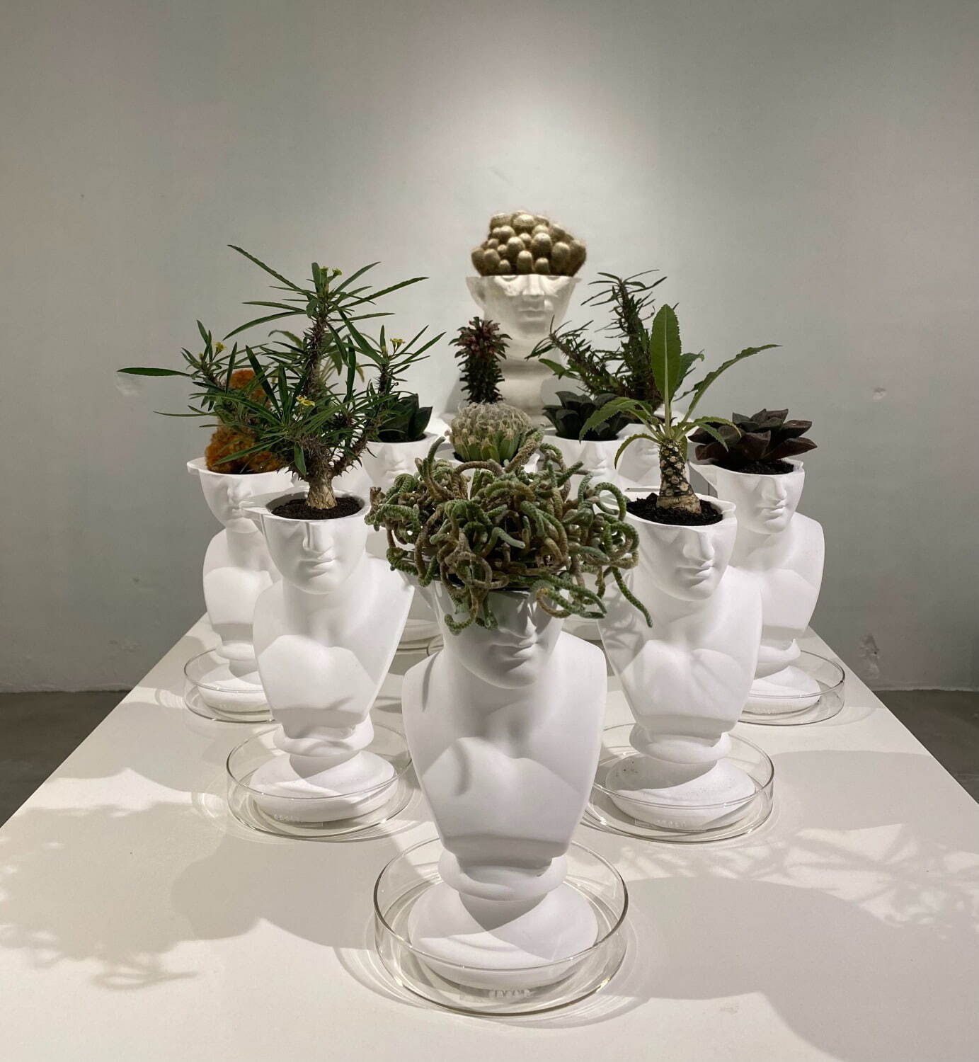 石膏像×多肉植物の新ブランド「エメス」ミロのヴィーナスやソクラテス
