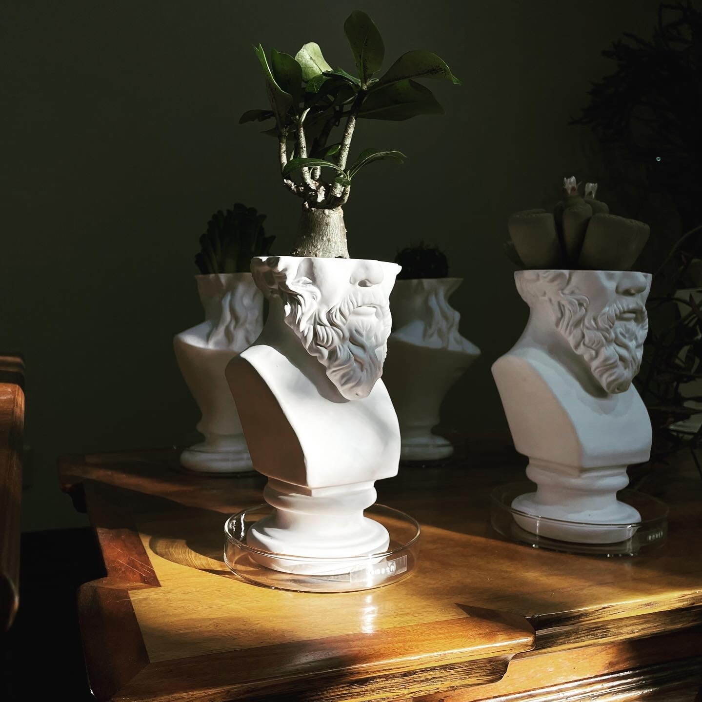 石膏像×多肉植物の新ブランド「エメス」ミロのヴィーナスやソクラテス