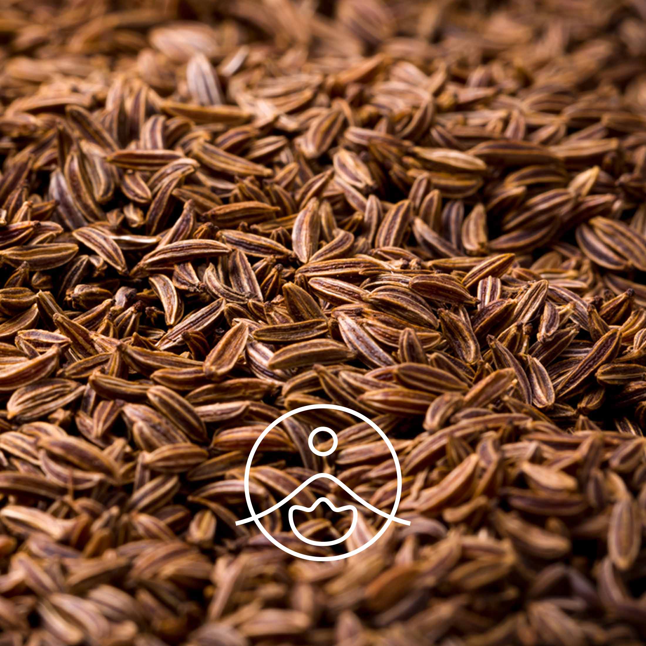 キャラウエイシード（オーガニック）｜エッセンシャルオイル（精油