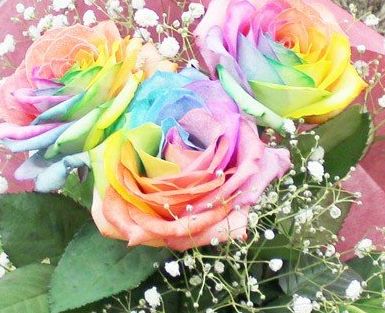 パステル,パステルレインボーローズ 幸福を呼ぶ7色のバラ,なないろの