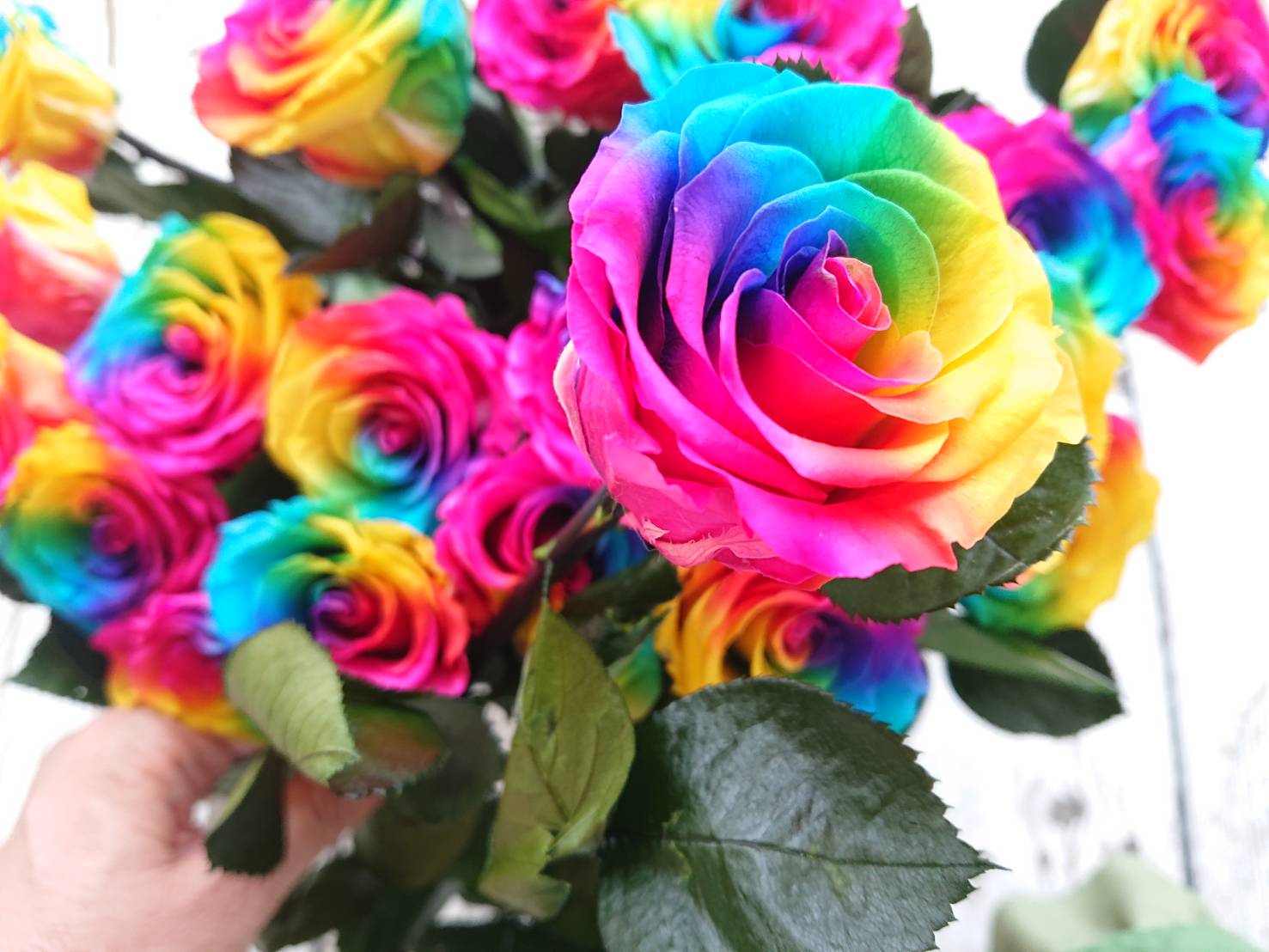 商品詳細｜レインボーローズ プリザーブドフラワー 卸小売通販・販売