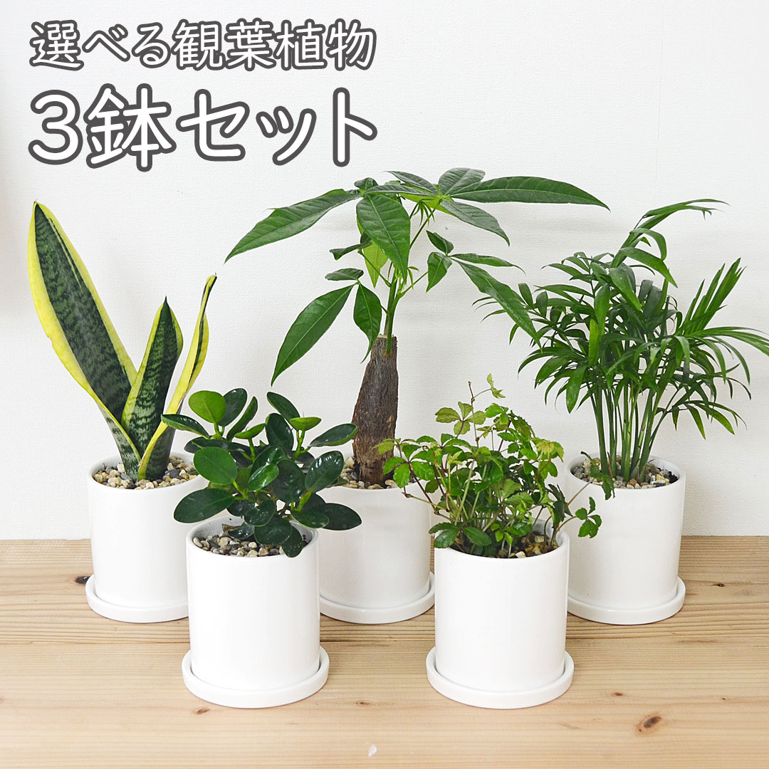 観葉植物の販売・ギフトならフラワーコーポレーション / 観葉植物 種類