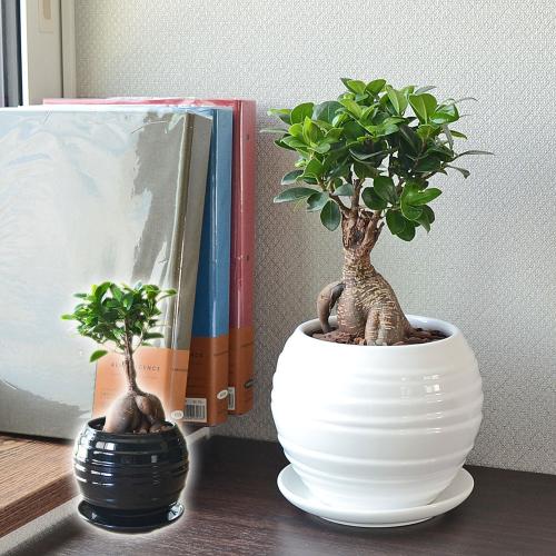 観葉植物の販売・ギフトならフラワーコーポレーション / 観葉植物