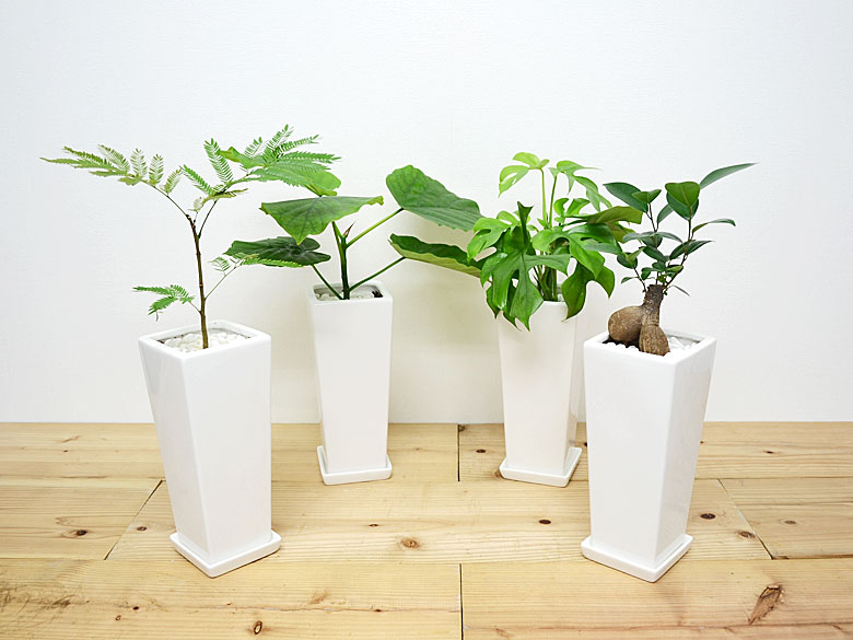 観葉植物の販売・ギフトならフラワーコーポレーション / 【送料無料