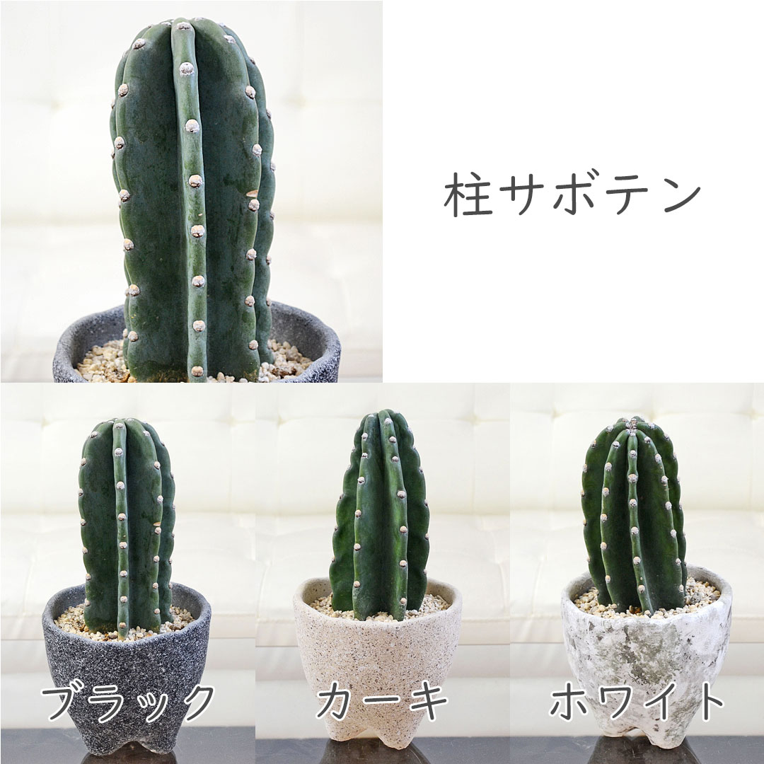 観葉植物の販売・ギフトならフラワーコーポレーション / サボテン