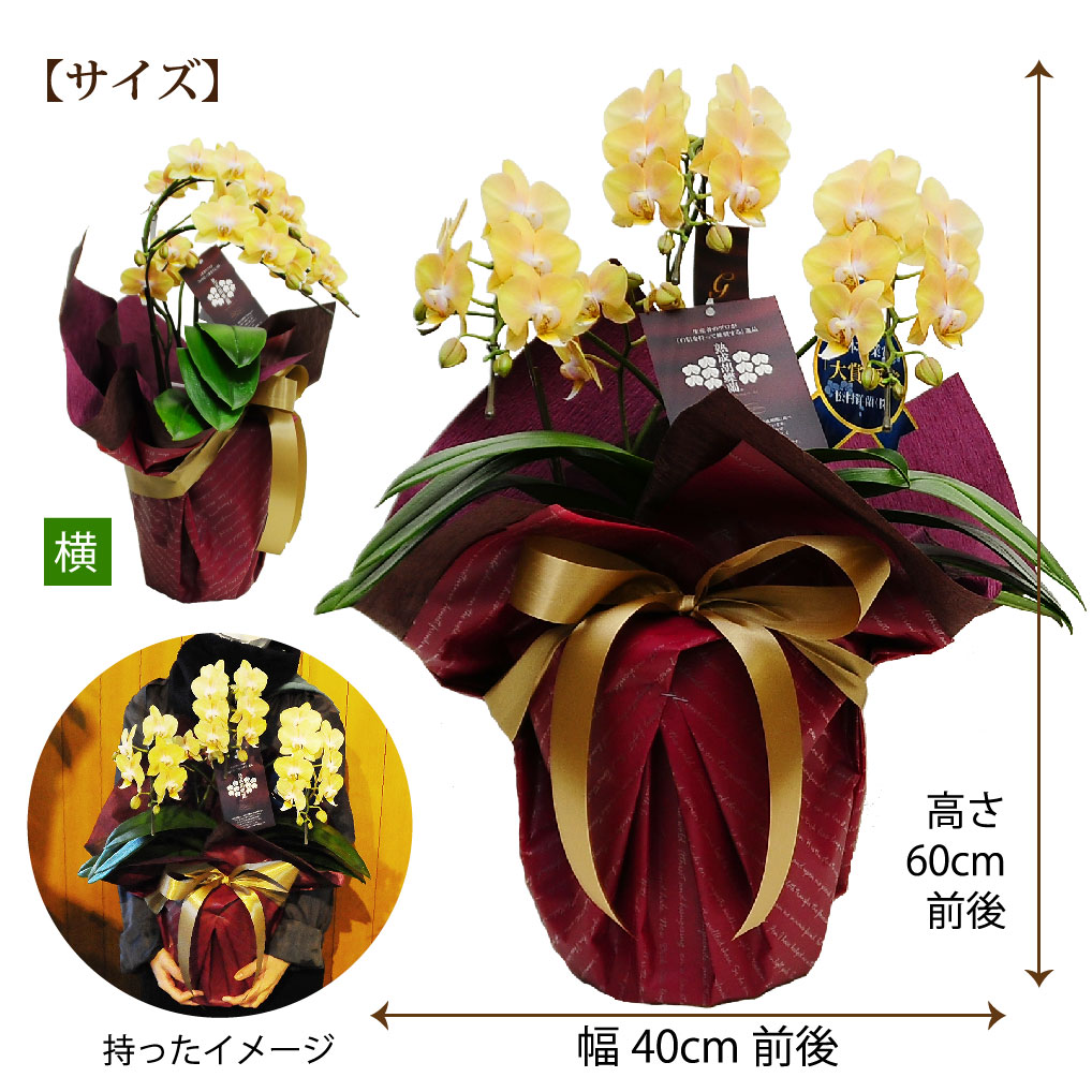 ミディ胡蝶蘭 ゴールデンマンボ 3本立 胡蝶蘭・ミディ胡蝶蘭