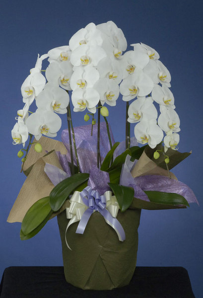 お盆、初盆（新盆）のお花＞ 胡蝶蘭 白（LL） 3本立ち - 【フラワーズ