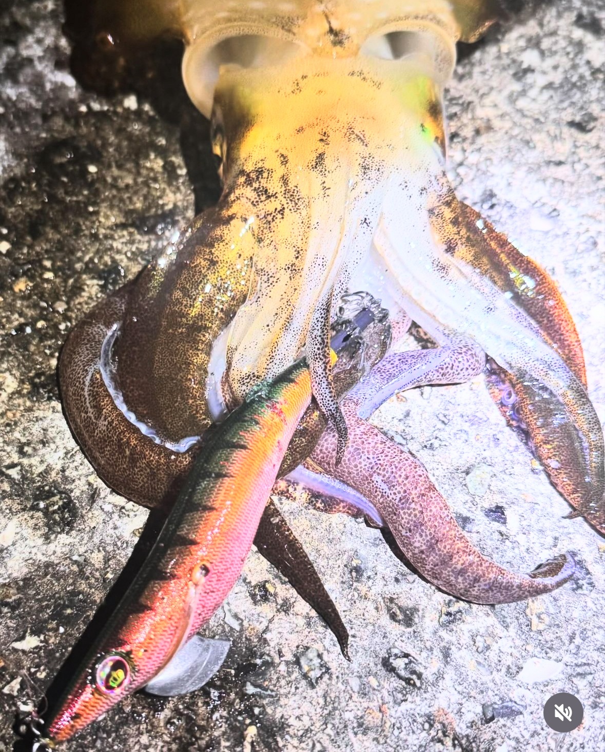 WILD CHASE 3.5号＃KL04 神明グリーン - Fishing Garage LEGEND