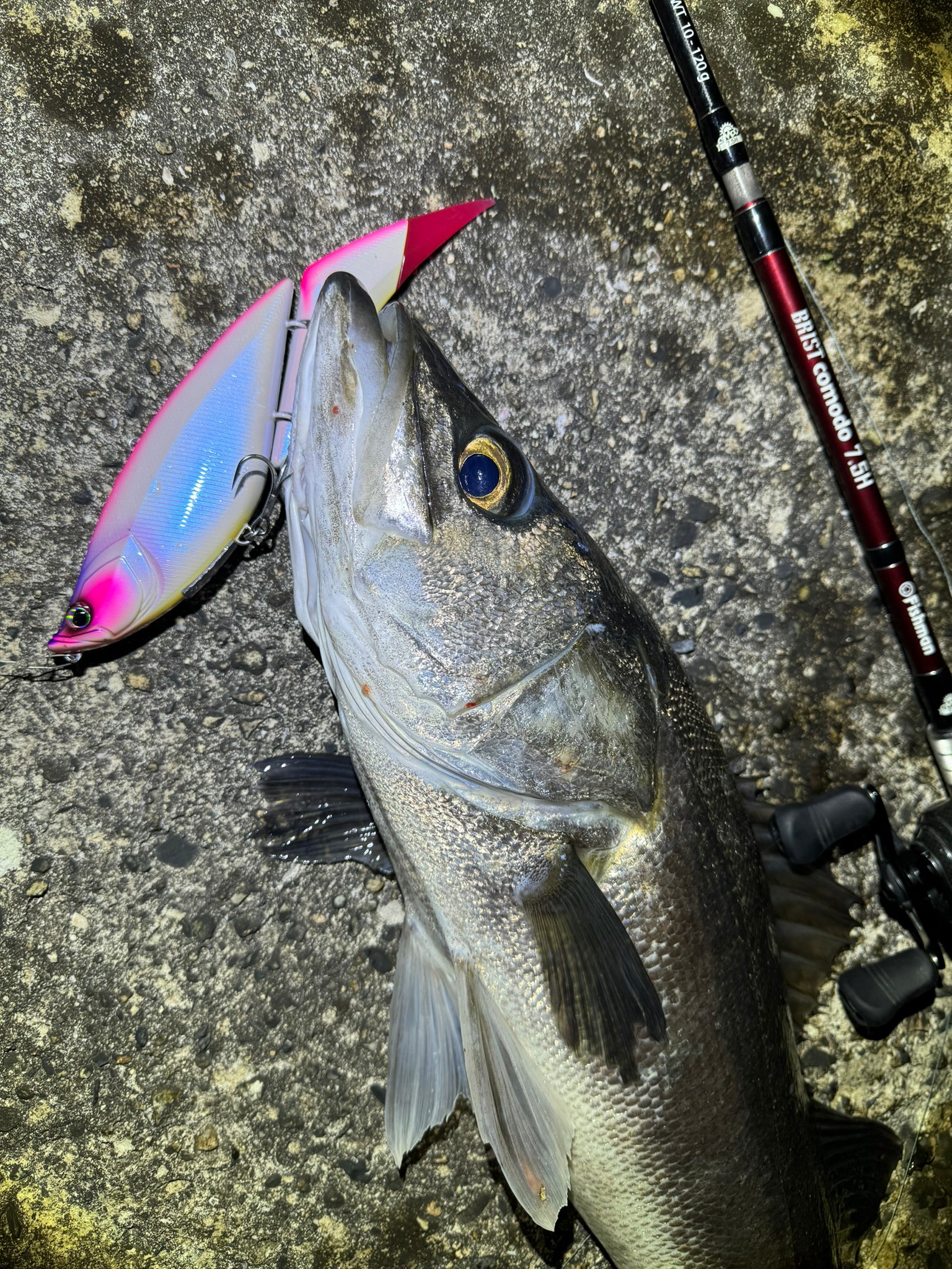 厳寒期のビッグベイトシーバス - Fishman（フィッシュマン）