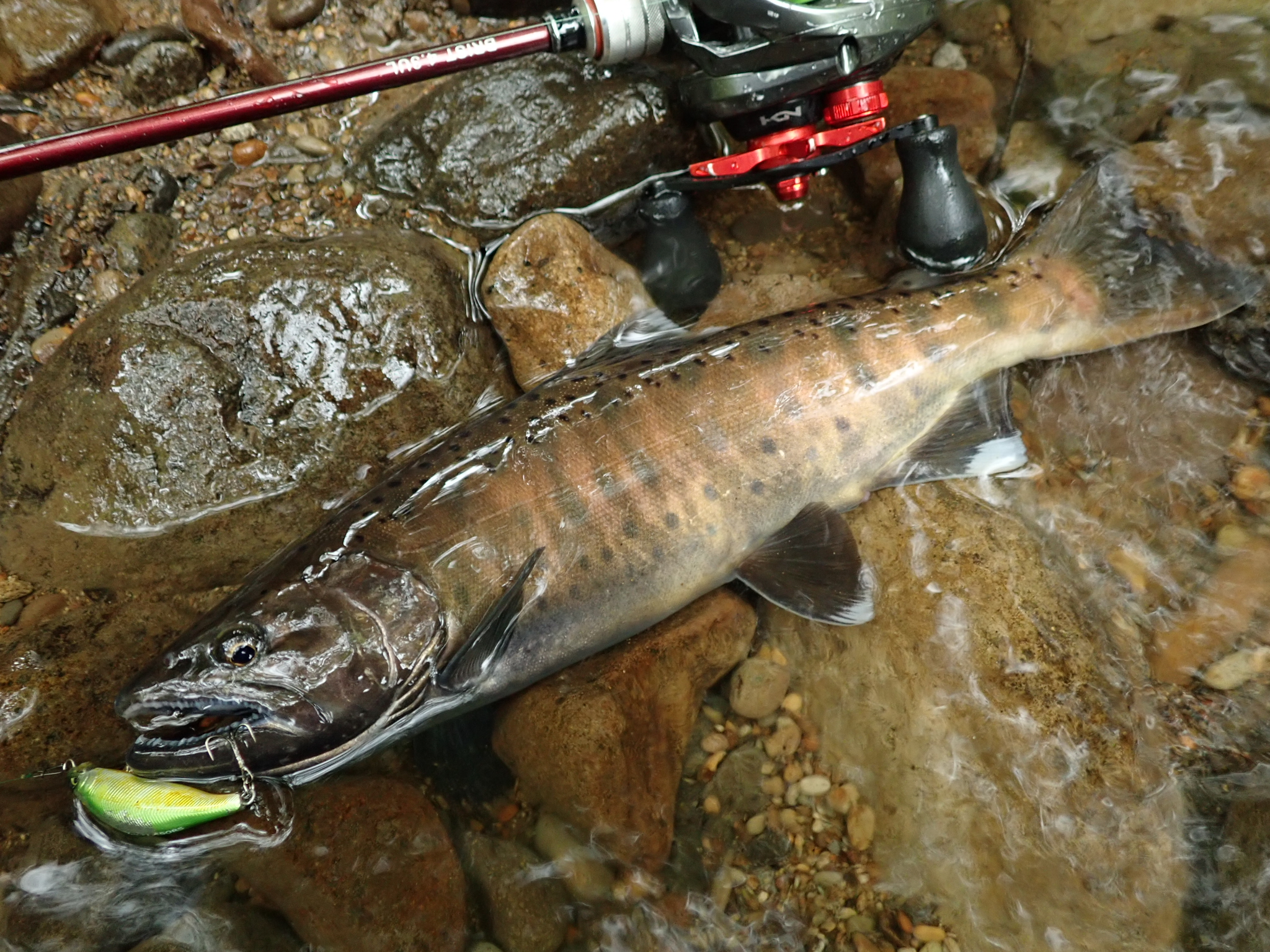 泣いても笑っても、遂に渓流最終日 - Fishman（フィッシュマン）