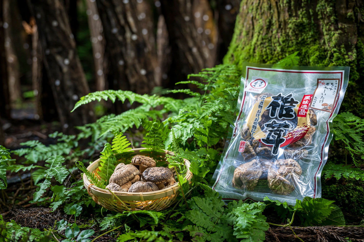 天ヶ峰原木乾燥椎茸 - ふくちやまのエエもん（自然と食と、豊かな人に