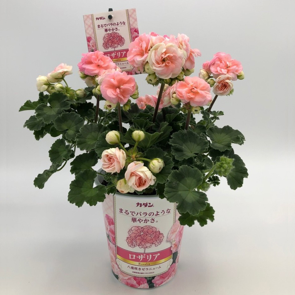 バラ咲きゼラニウム×食品成分由来の殺虫殺菌剤 「カダン」が新しい