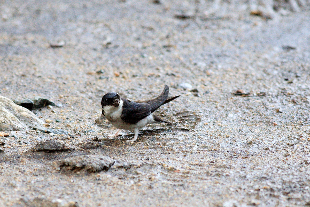 会いに行けないアイドル!? 山の“忍者”たち｜植物ライター・成清 陽の