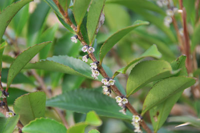 ヒサカキ - 種子島の樹木・花木 - ふるさと種子島