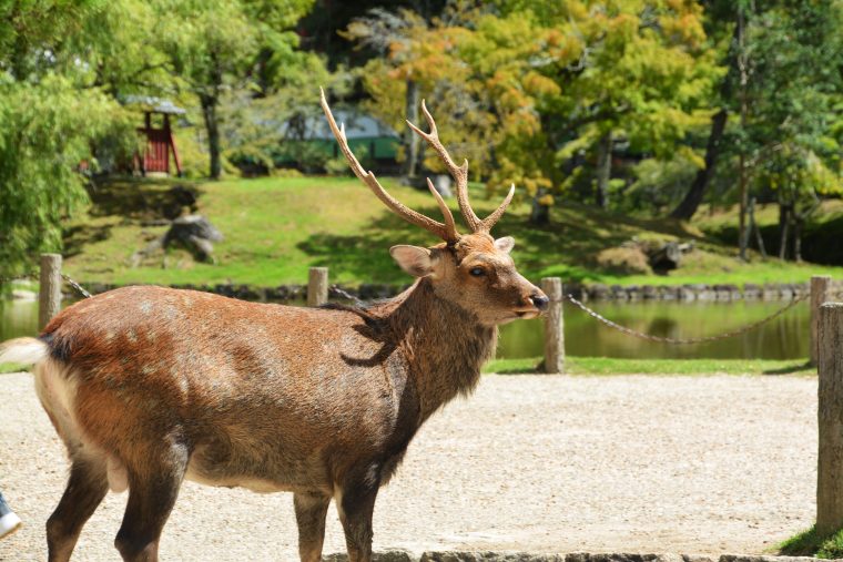 鹿（シカ）の角（つの）06 | フリー素材ドットコム
