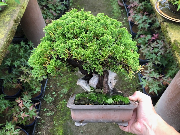 糸魚川真柏（シンパク）