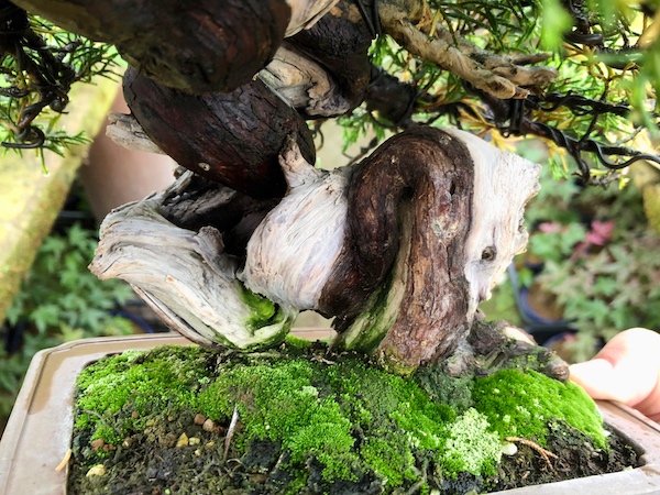 糸魚川真柏（シンパク）