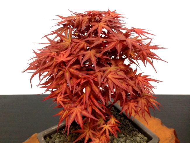 格安盆栽素材/生産品紹介/清玄もみじ 貴風盆栽素材 販売/通販のFROM JAPAN