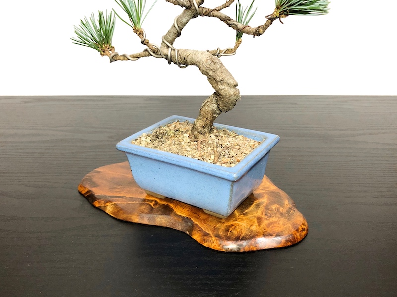 格安盆栽素材/生産品紹介/銀八房五葉松 小品盆栽素材 販売/通販のFROM