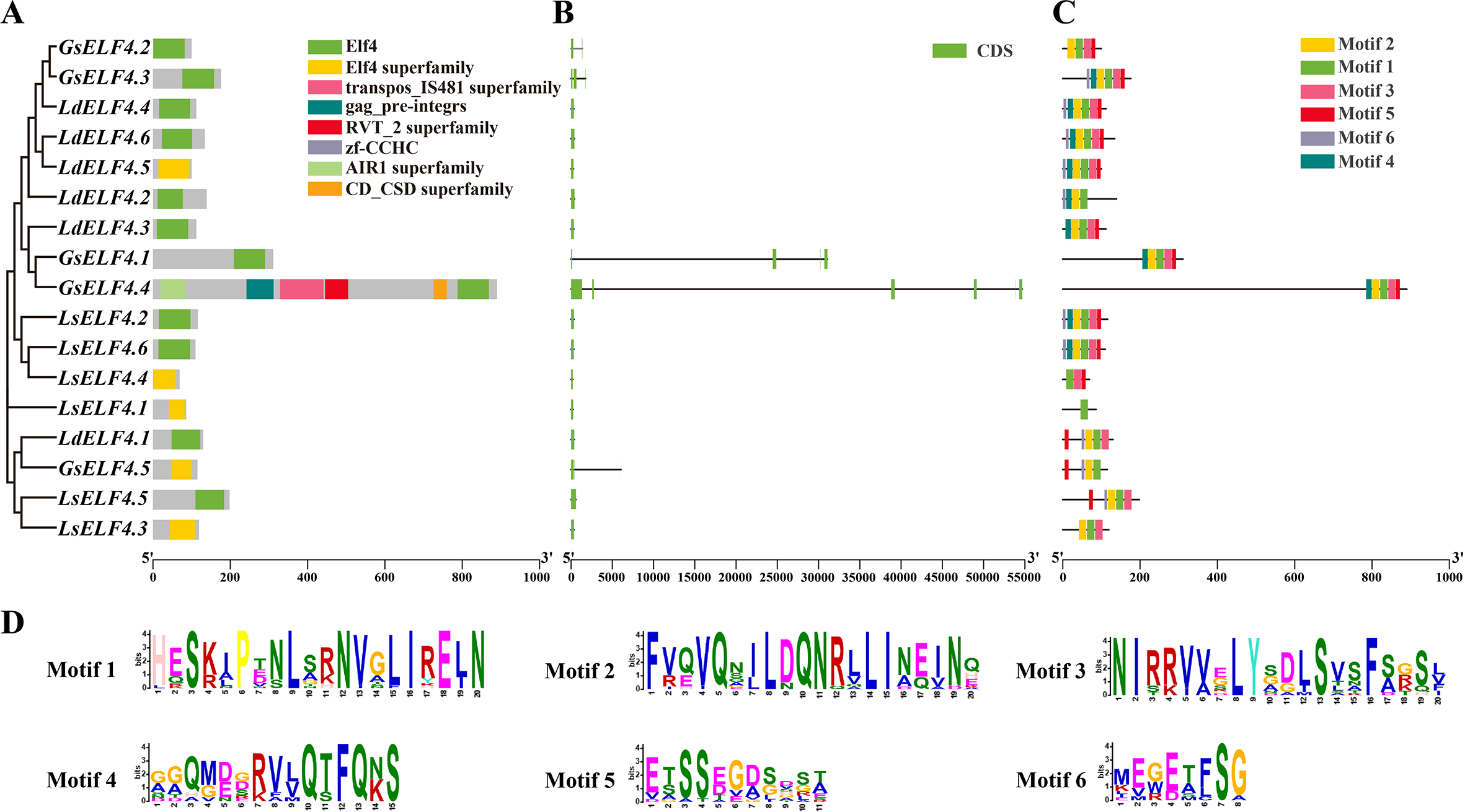 Frontiers | Whole-genome identification of LdELF4s and analysis of