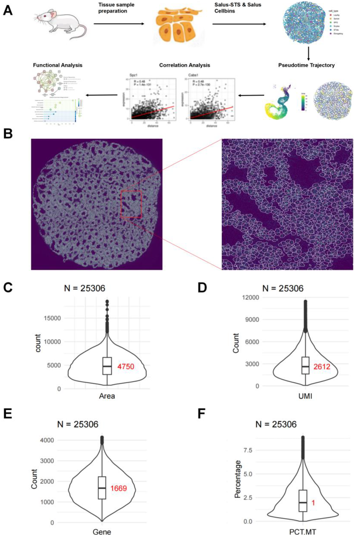 Frontiers | Spatiotemporal dynamics of spermatogenesis: insights