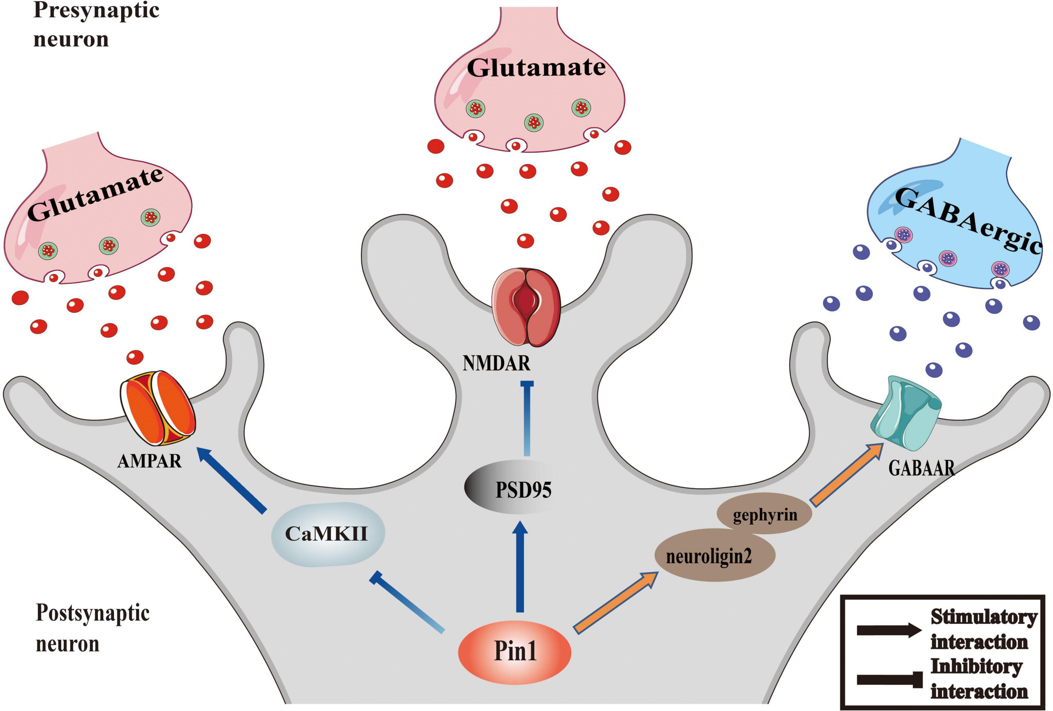 Frontiers | The role of peptidyl-prolyl isomerase Pin1 in neuronal