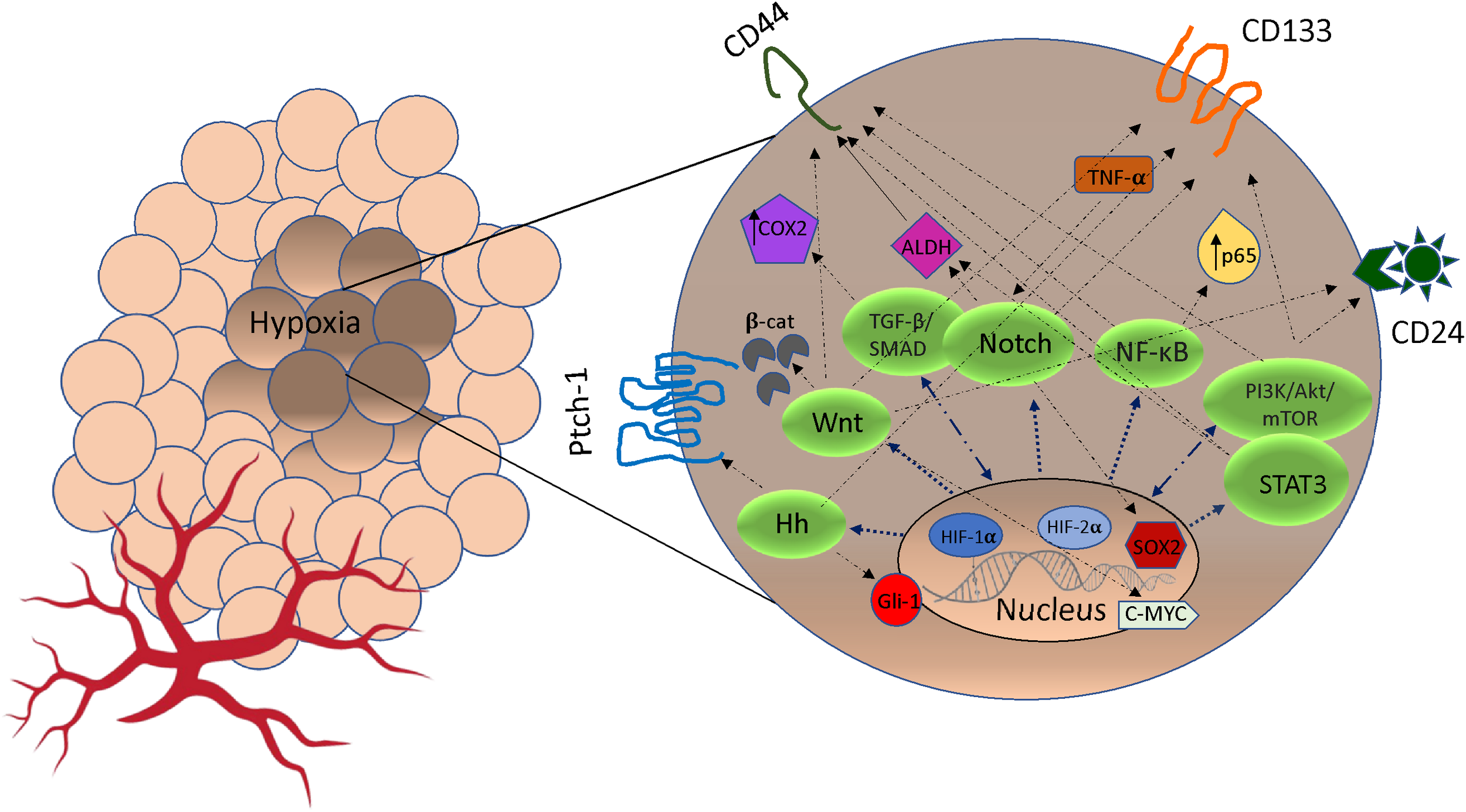 Frontiers | Tumor microenvironment-induced tumor cell plasticity