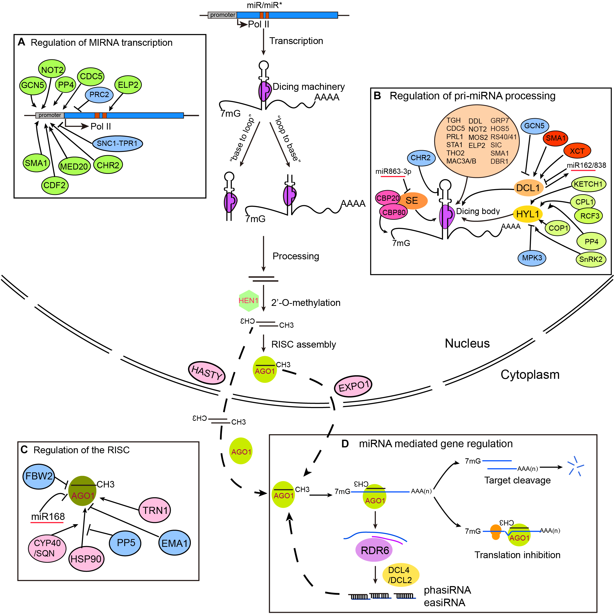 Frontiers | Plant microRNAs: Biogenesis, Homeostasis, and Degradation