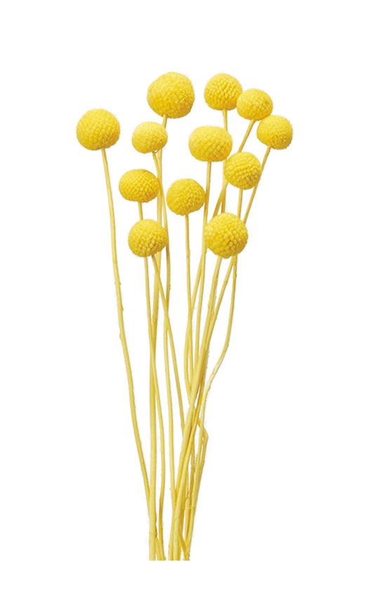 大地農園・ナンキンハゼ・ステム付き・N | プリザーブドフラワーKnext