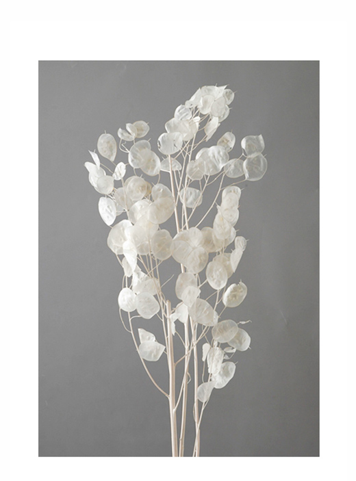 大地農園・リンフラワー(DRY)・白・アウトレット | プリザーブド