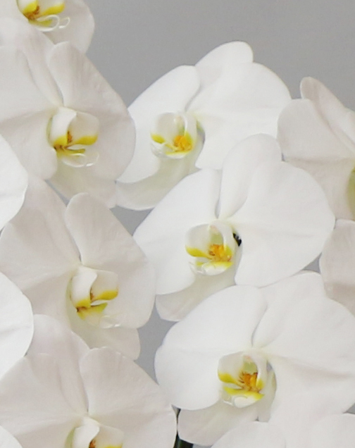 白大輪胡蝶蘭3本立ギフト（39輪程度） - 胡蝶蘭専門ショップ