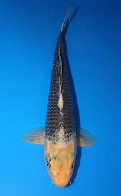 Kawari - koi #x0218s032 - Maruhiro Koi Farm