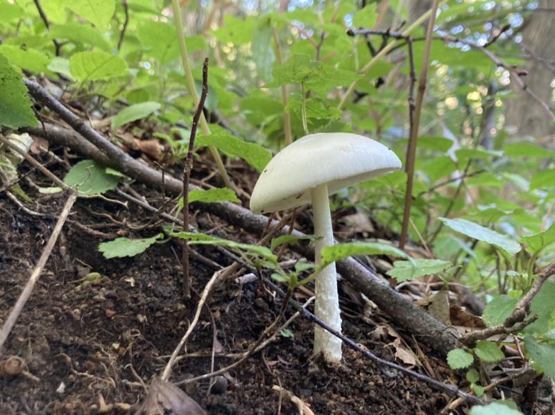 札幌近郊朝活記録 藻岩山 北の沢コース | 登山レポート | 登山