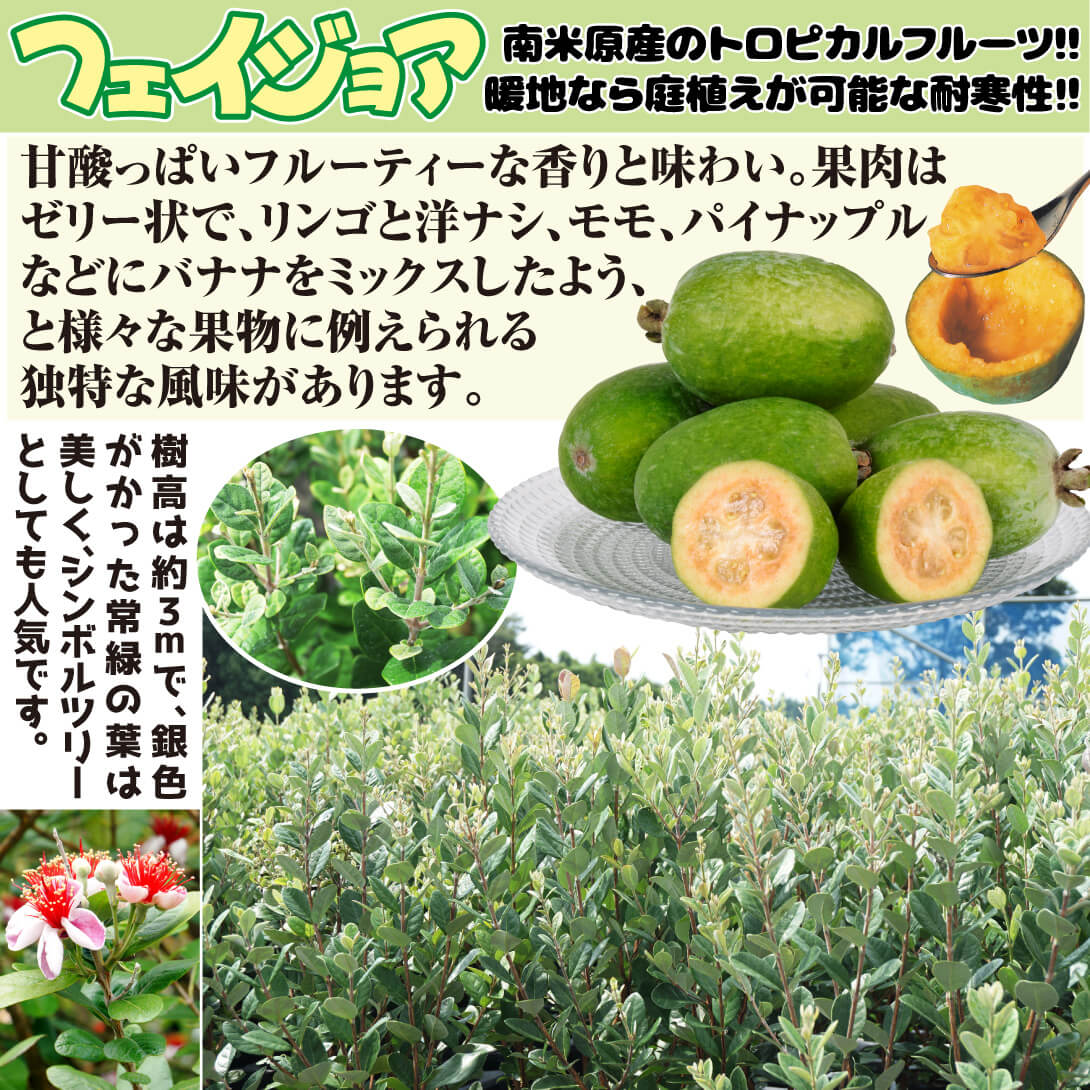 国華園オンラインショップ / 果樹苗 フェイジョア パイナップルジェム 1株