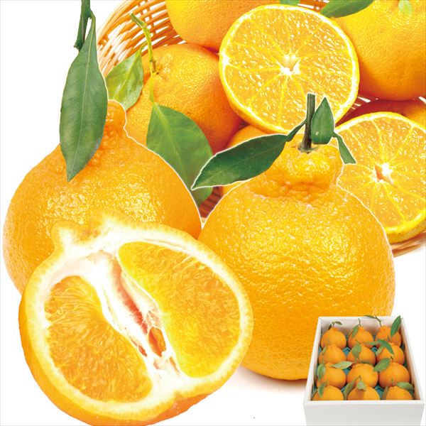 国華園オンラインショップ / みかん 3kg ギフト用 不知火オレンジ 熊本