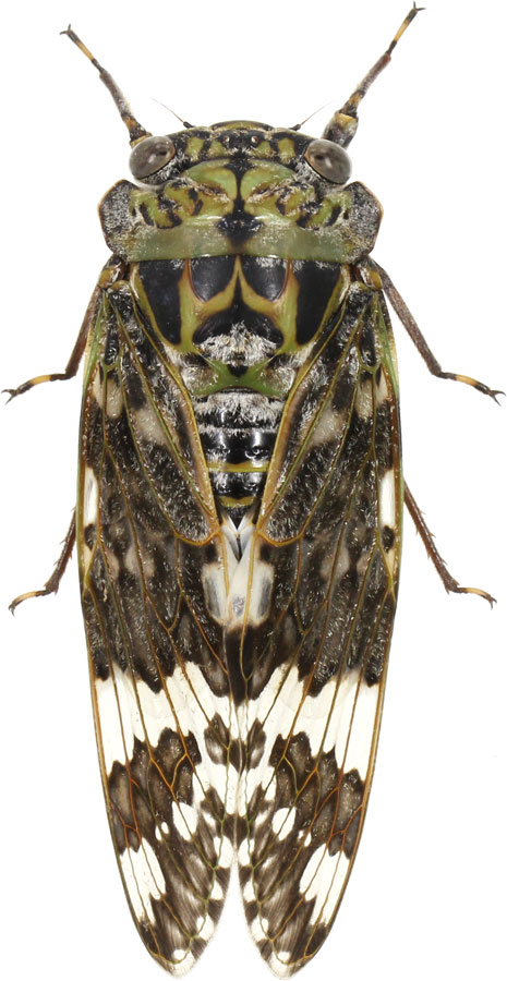 ☆新品未使用品‼️オータニ昆虫館SEMI ・セミ☆入手難※希少 新品未使用