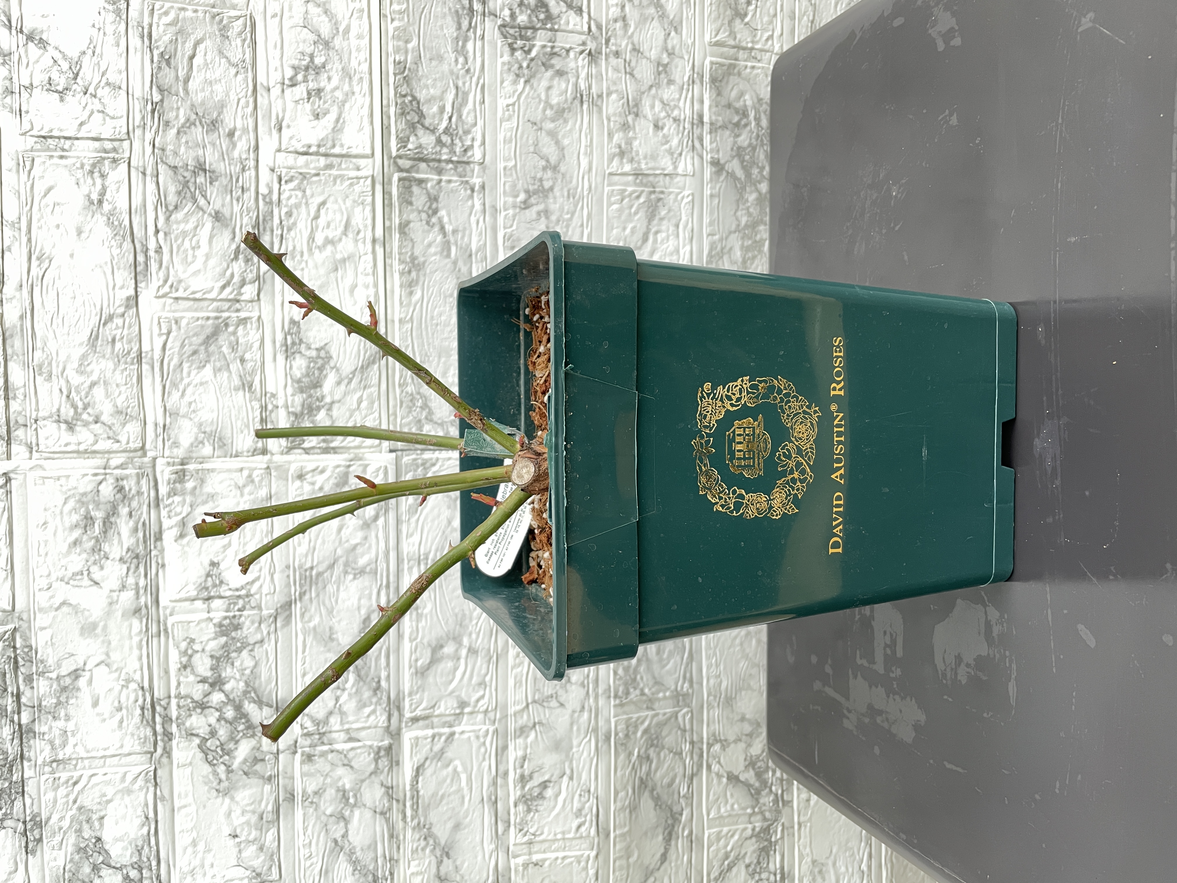 京成バラ園感謝セール - 京成バラ園 - Keisei Rose Garden