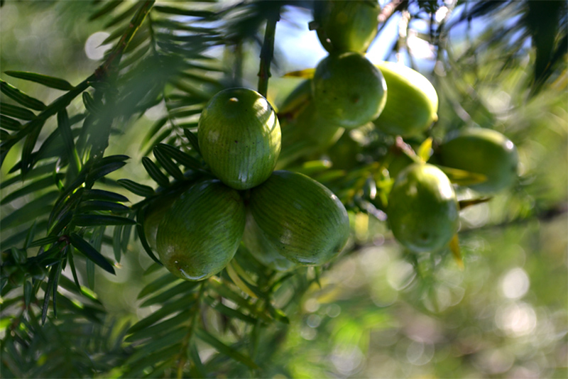幻の木「榧」 榧（かや）製品の通販｜榧工房 かやの森