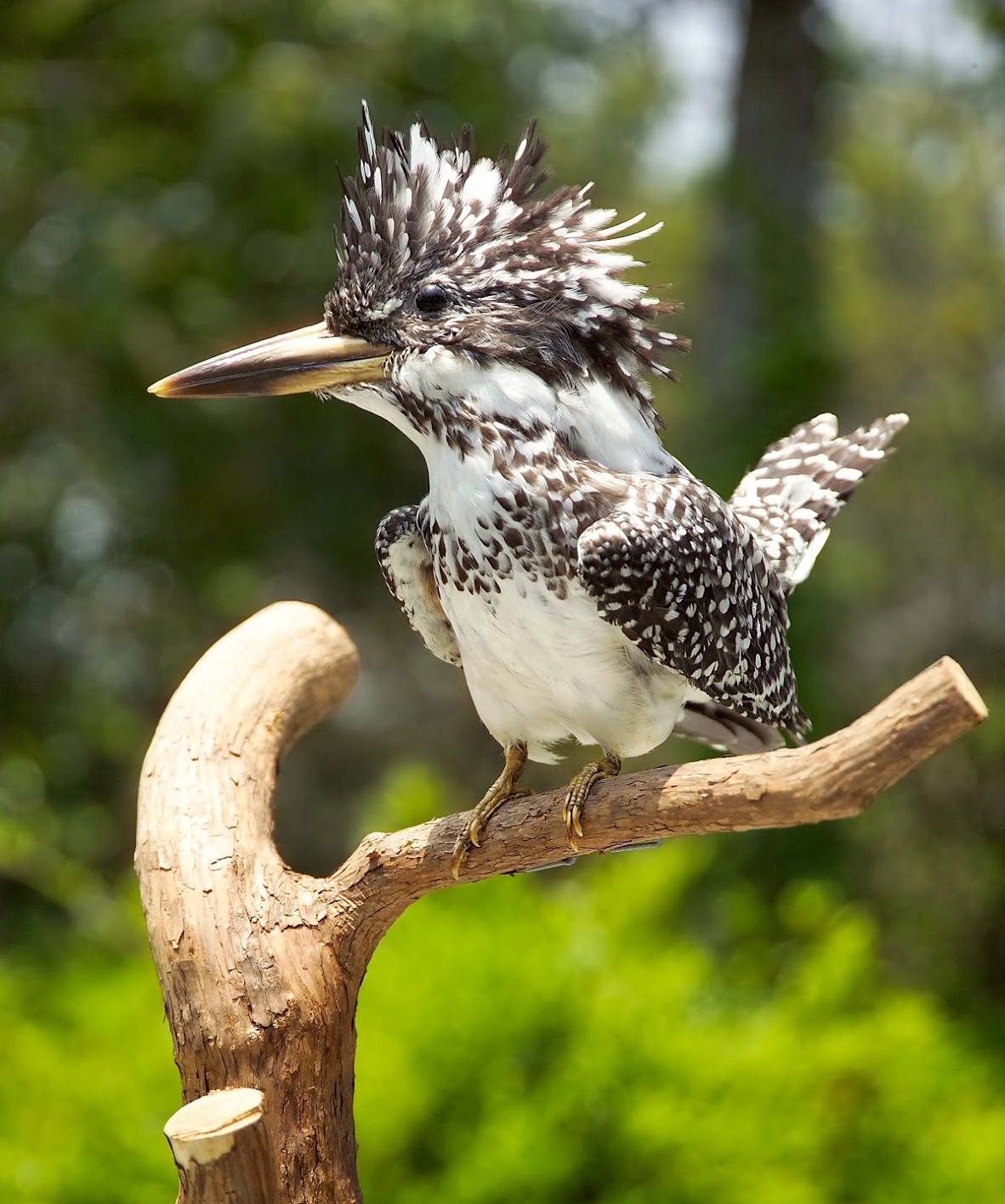 ヤマセミ・カワセミ | かがみの観光スポット | 健康のまち岡山県鏡野町