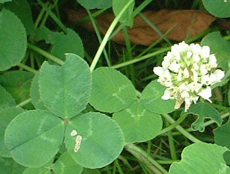 シロツメクサ(白詰草)【かぎけんWEB】