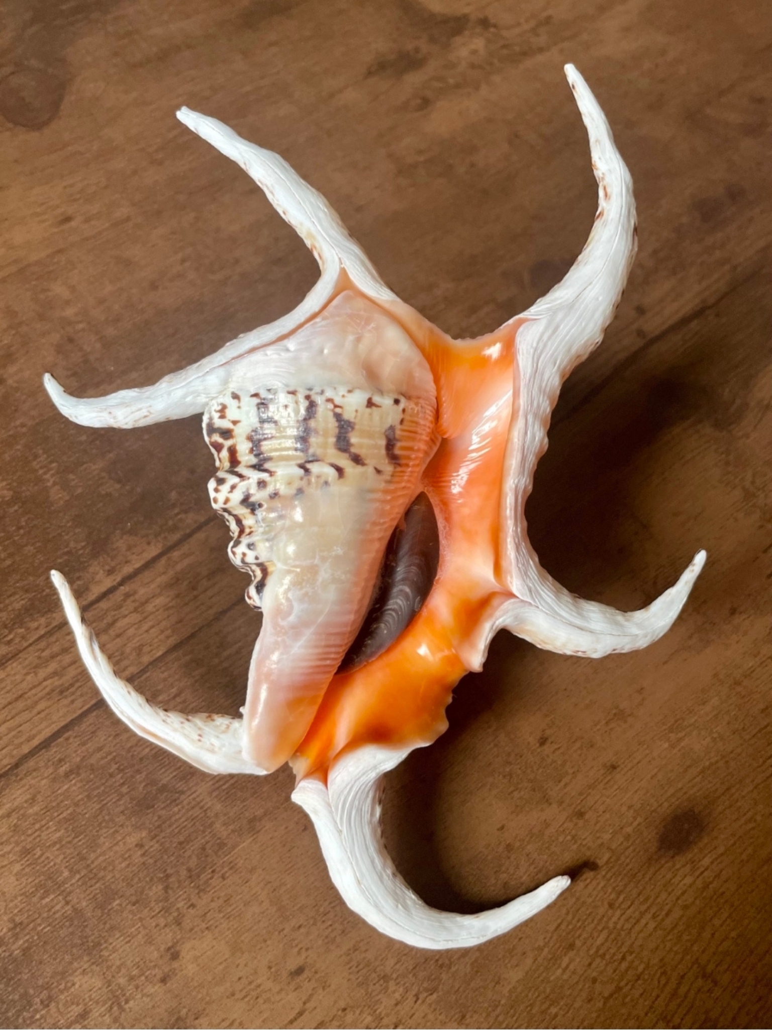 No. 46 スイジガイ（水字貝） 貝殻の問屋さん- 世界の貝殻・自然素材