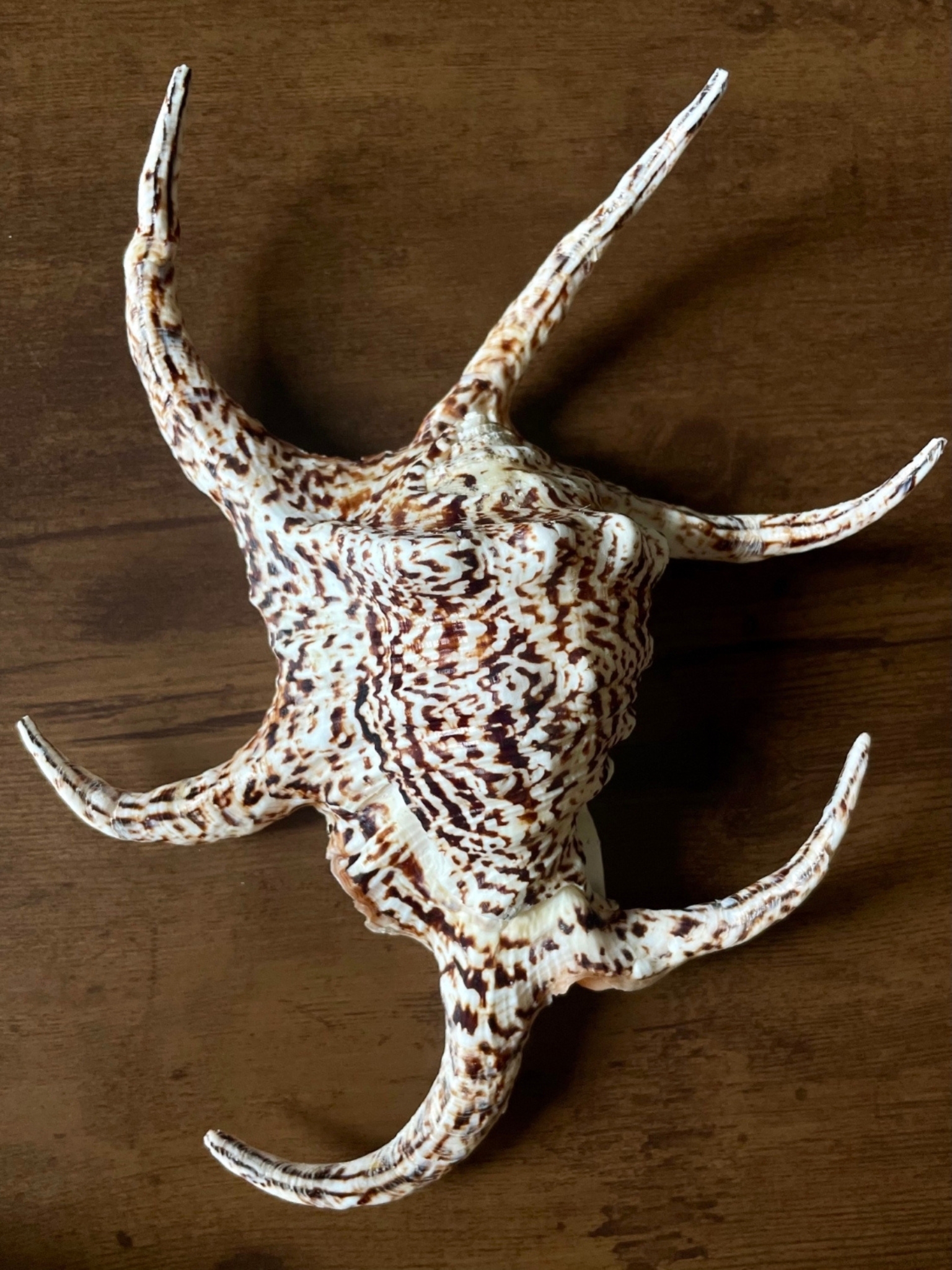 No. 46 スイジガイ（水字貝） 貝殻の問屋さん- 世界の貝殻・自然素材