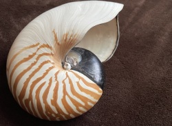 No. 70 オウムガイ科のオウムガイ（鸚鵡貝） 貝殻の問屋さん- 世界の
