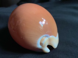 No.29 ナンヨウダカラ（南洋宝） 貝殻の問屋さん- 世界の貝殻・自然