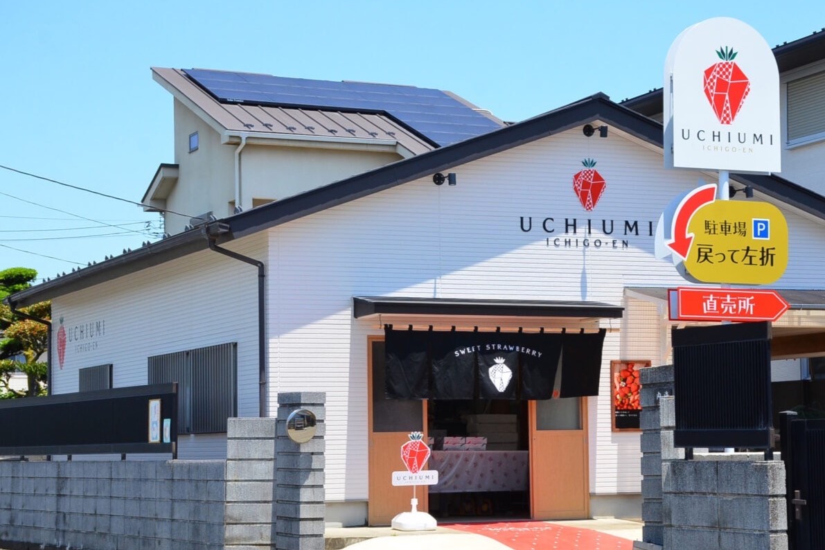 初春の甘い味、摘みたてイチゴは畑のルビー 厚木の農園で新鮮な味を