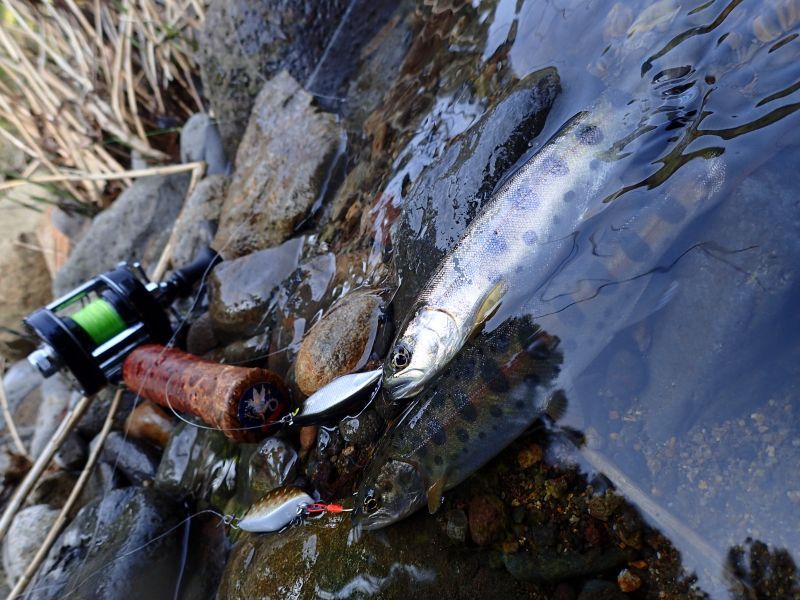 ☆入荷しました☆WESSEX ウェセックストラウトロッド／ベイト WSE-C/5