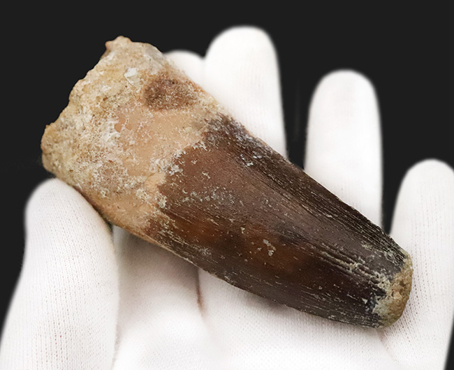 スーパーヘビー級！砲弾のような風貌を持つ、他を圧倒するサイズを備え