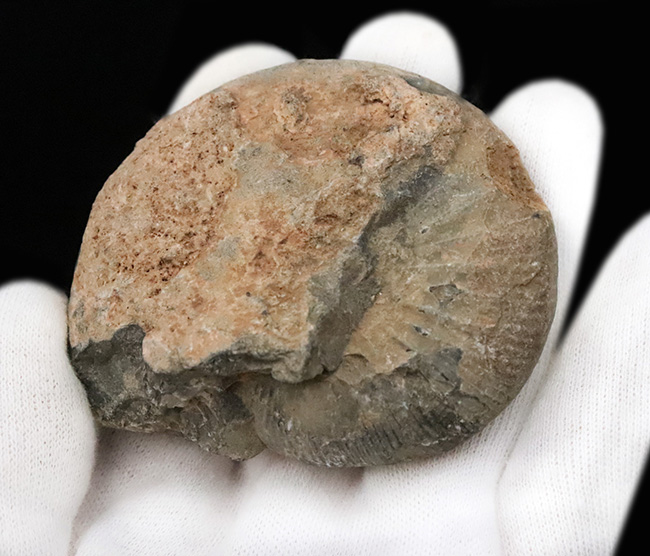 ナチュラル感あふれる、モロッコ産・白亜紀のアンモナイト（Ammonite