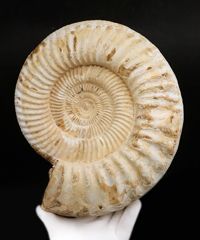 過去に類を見ない大きさを誇る、マダガスカル産ジュラ紀のアンモナイト